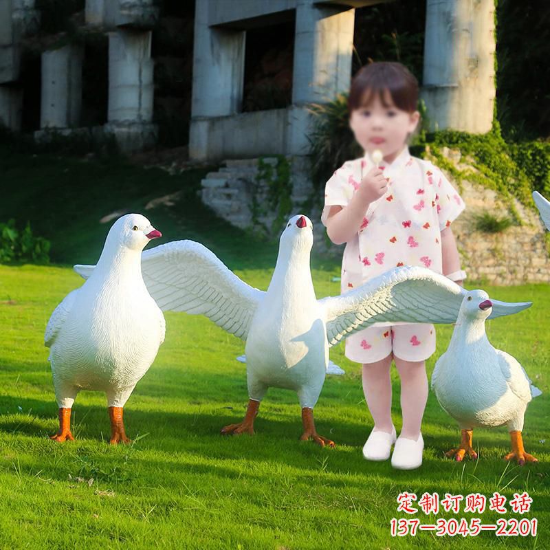 济南和平鸽唤醒内心的宁静