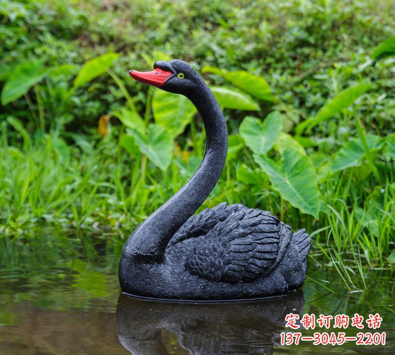 济南黑天鹅婉约鱼尾,完美呈现园林水塘水景